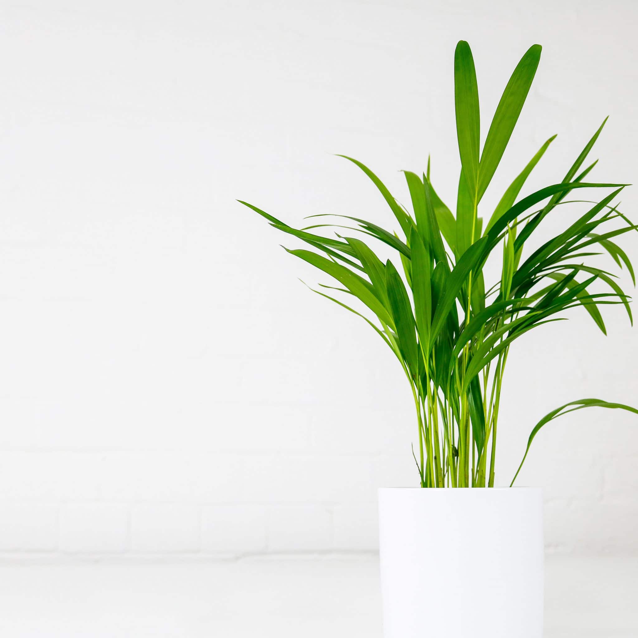 areca-palm-small-2-new