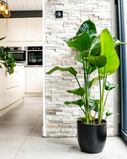 bird of paradise plant strelitzia nicolai large houseplant
