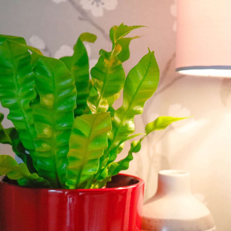 birds nest fern asplenium nidus