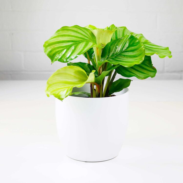 calathea orbifolia indoor plant buy