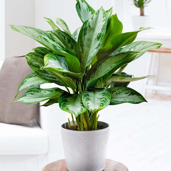 Top 10 Unkillable Houseplants Indoor houseplants UK