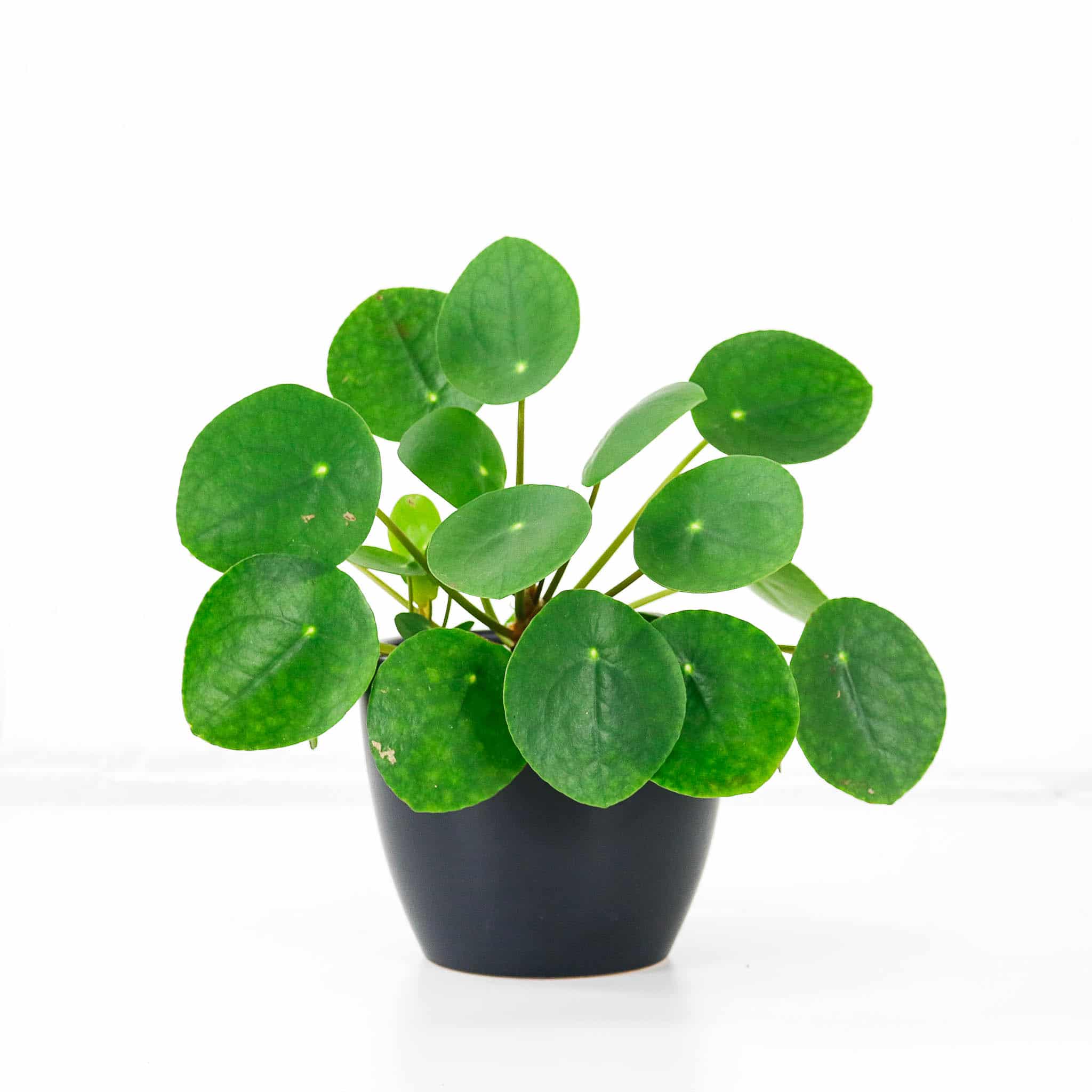 chinese money plant Pilea Peperomiodes chinese money plant Pilea Peperomiodes