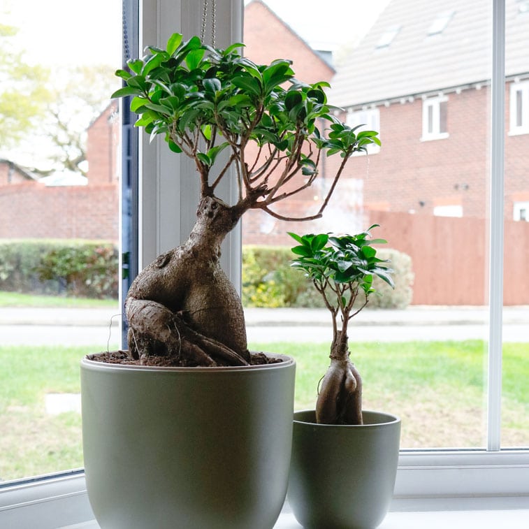 ficus microcarpa ginseng bonsai 2 ficus microcarpa ginseng bonsai tree uk