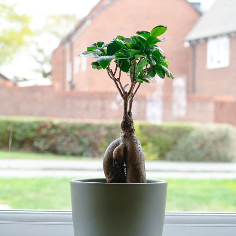 ficus microcarpa ginseng bonsai 3 ficus microcarpa ginseng bonsai tree uk
