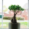 ficus microcarpa ginseng bonsai 5 ficus microcarpa ginseng bonsai tree uk