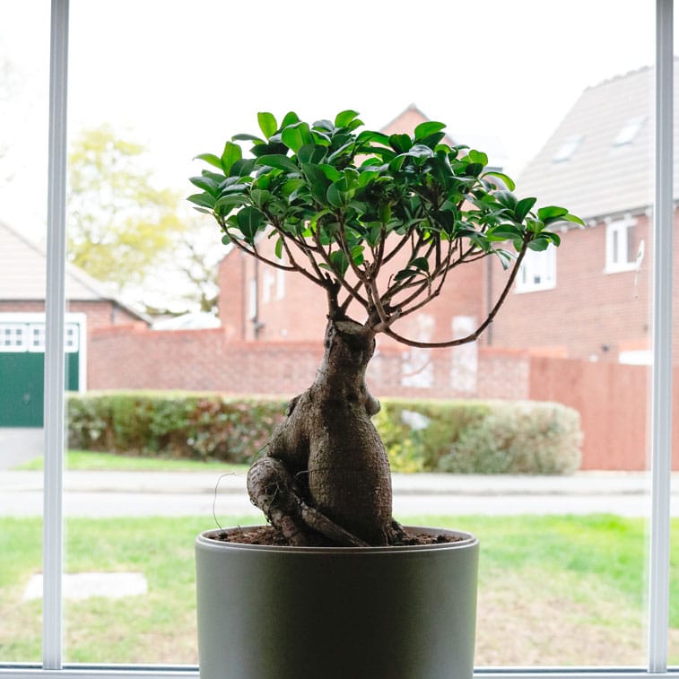 ficus microcarpa ginseng bonsai 5 ficus microcarpa ginseng bonsai tree uk