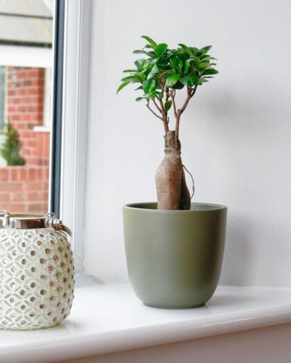 ficus microcarpa ginseng bonsai tree uk
