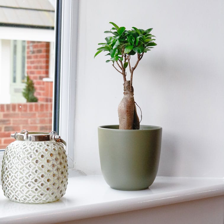 ficus microcarpa ginseng bonsai 6 ficus microcarpa ginseng bonsai tree uk