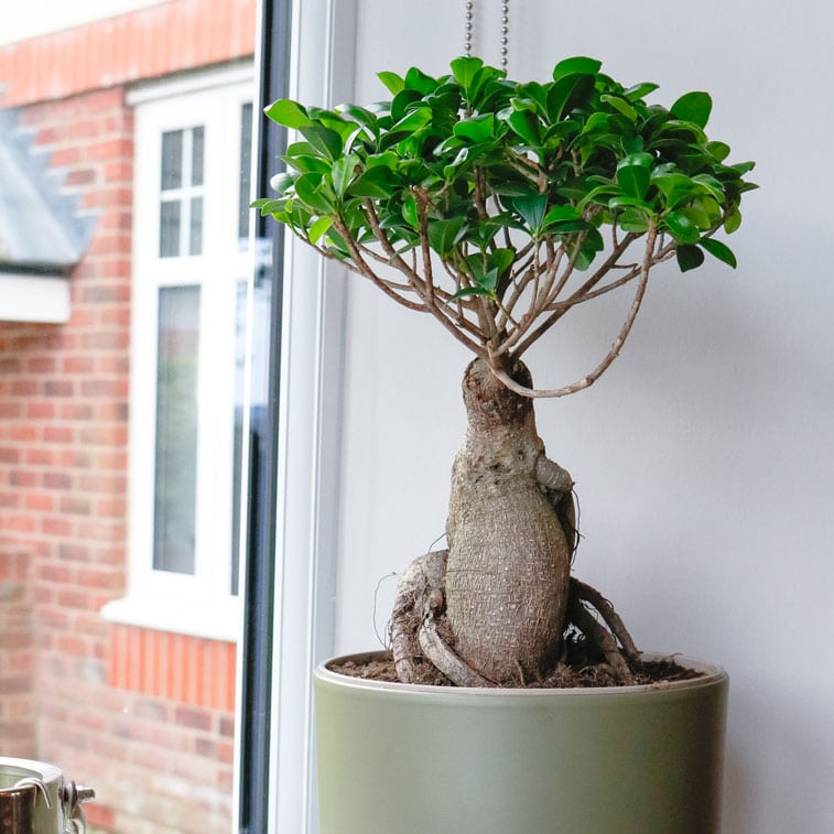 ficus microcarpa ginseng bonsai 7 ficus microcarpa ginseng bonsai tree uk