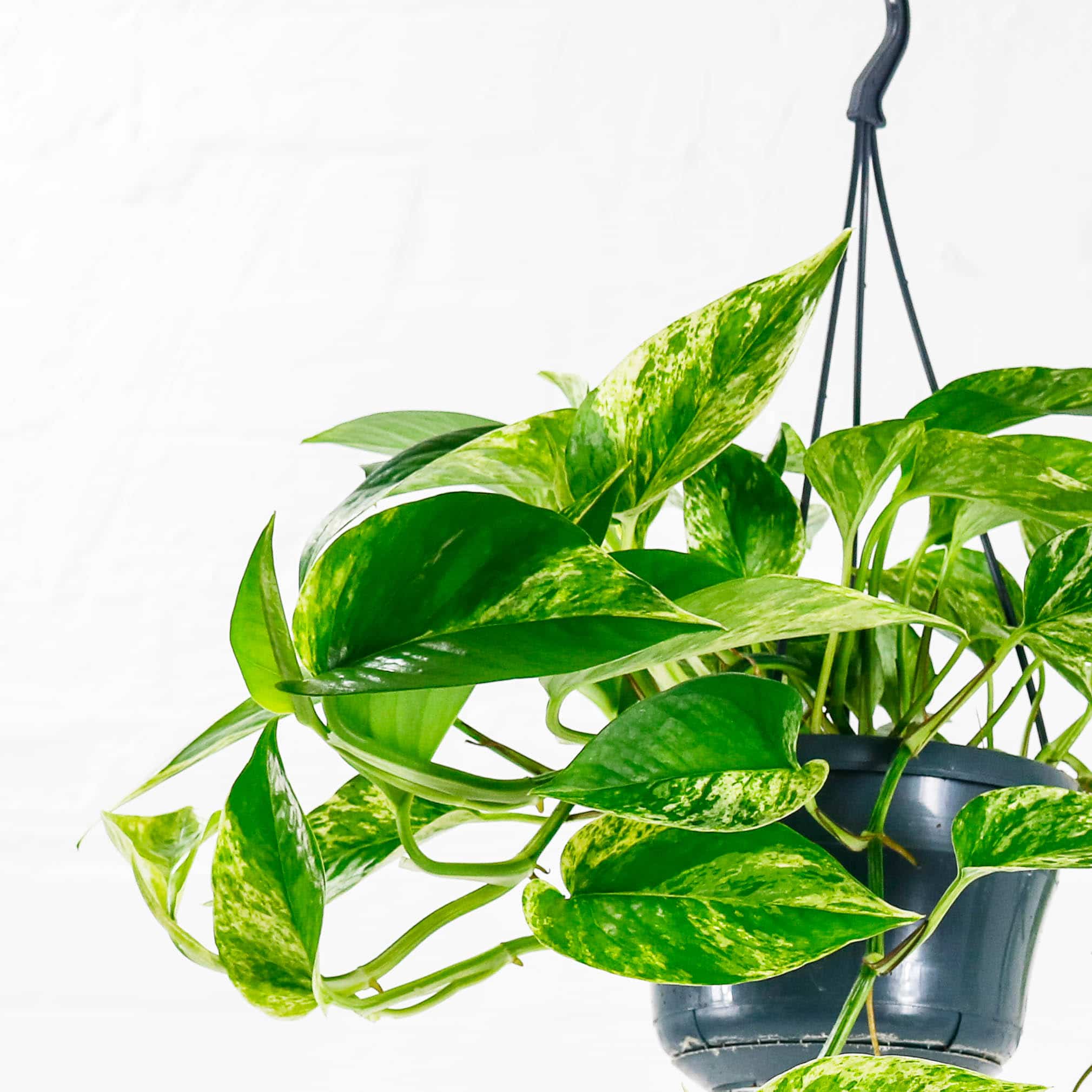 marble queen epipremnum aureum 2 marble queen epipremnum aureum