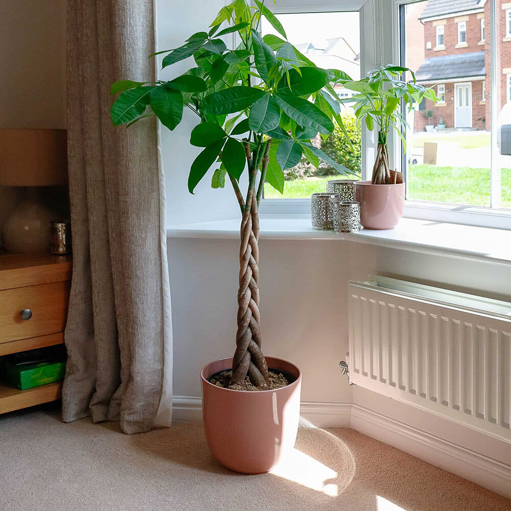 money-tree-pachire-aquatica-1