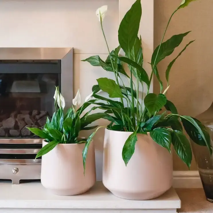 peace-lily-spathiphyllum-1-1