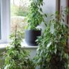 weeping fig golden king ficus benjamina variegated