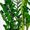 zamioculcas green leaves