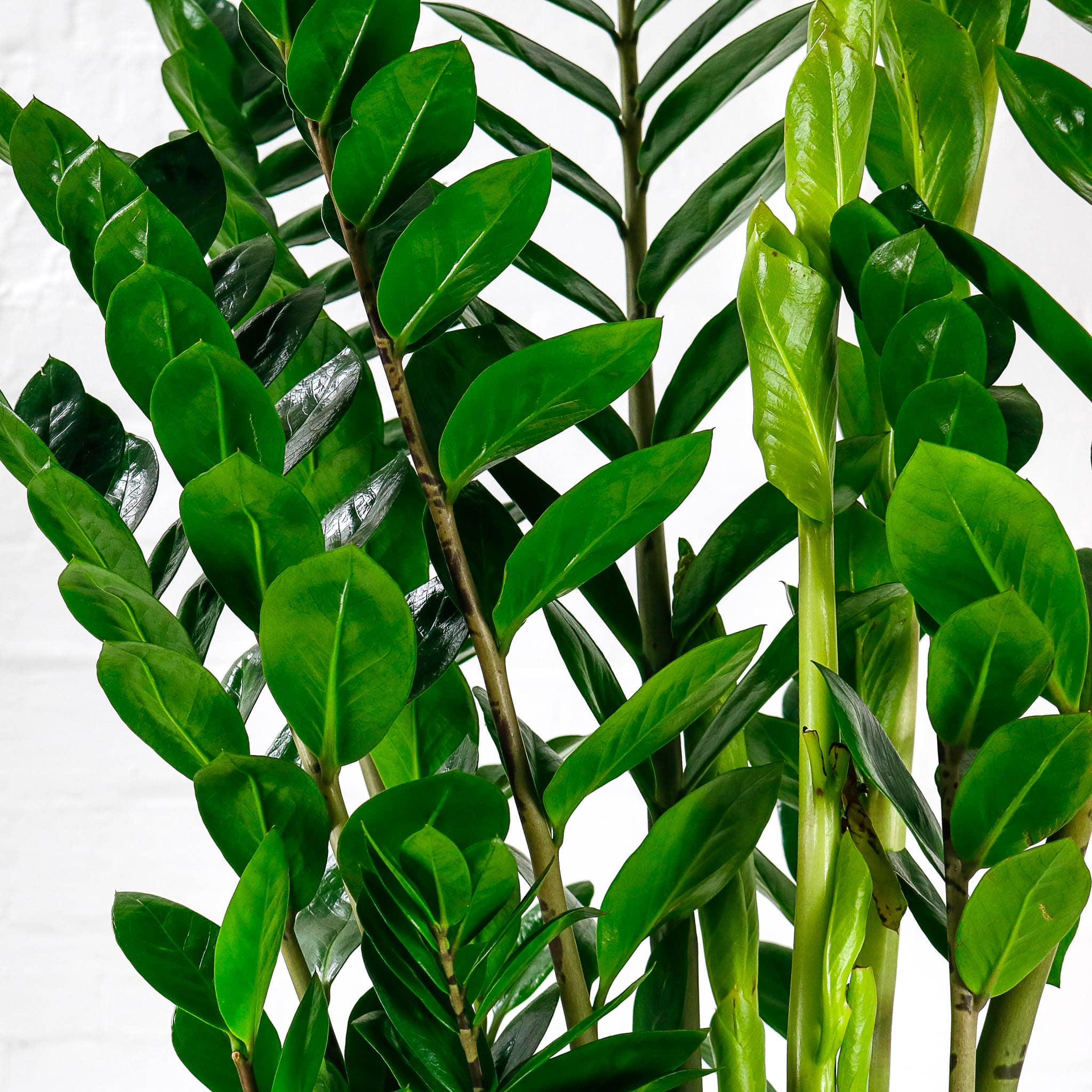 zamioculcas green leaves zamioculcas green leaves