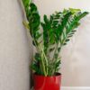 zz plant Zamioculcas Zamiifolia