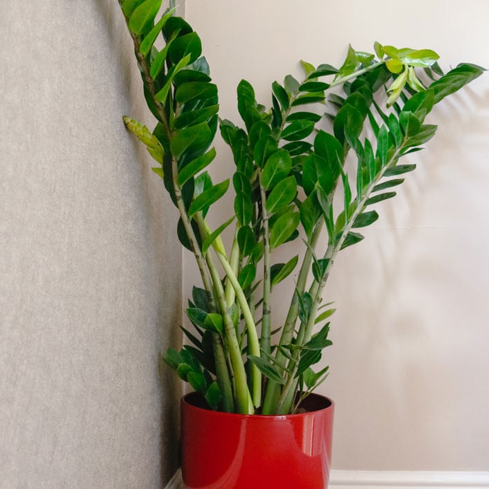 zz plant Zamioculcas Zamiifolia 1 zz plant Zamioculcas Zamiifolia