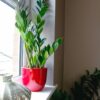 zz plant Zamioculcas Zamiifolia