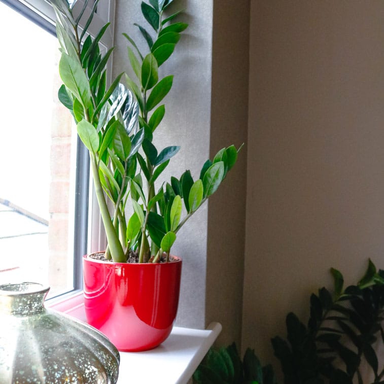 zz plant Zamioculcas Zamiifolia 2 zz plant Zamioculcas Zamiifolia