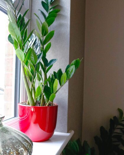 zz plant Zamioculcas Zamiifolia zanzibar gem house plant