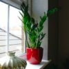zz plant Zamioculcas Zamiifolia zanzibar gem fern arum