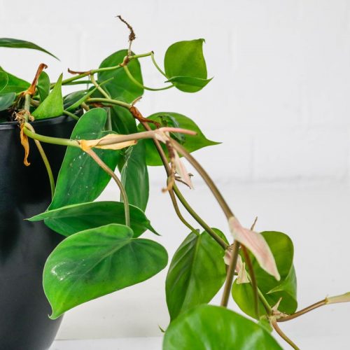 Trailing Houseplants Indoor Trailing Plants Oxy Plants