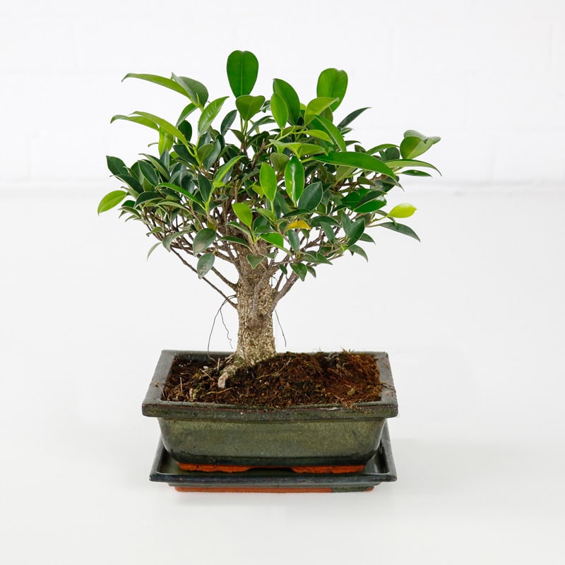 Bonsai Fig Tree Miniature Fig tree with Ceramic Glazed Pot UK