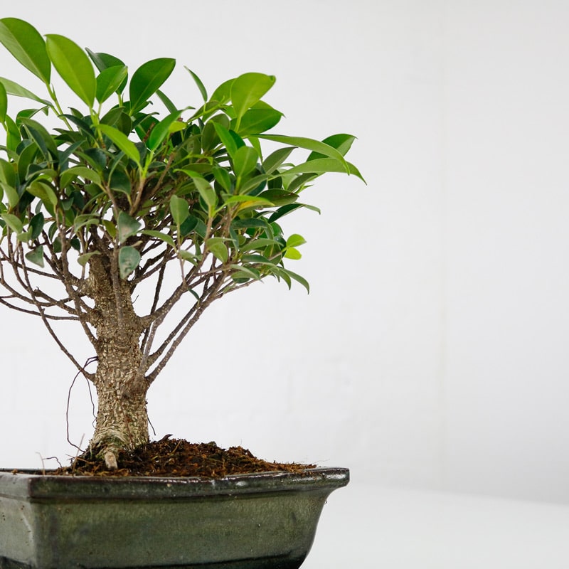 Bonsai Fig Tree Miniature Fig tree with Ceramic Glazed Pot UK