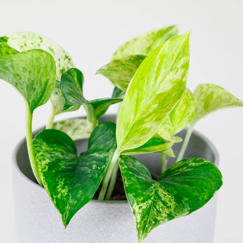 Marble Queen hanging plant