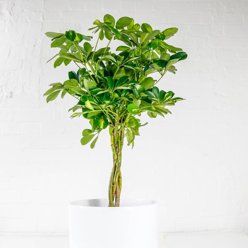 Umbrella Plant