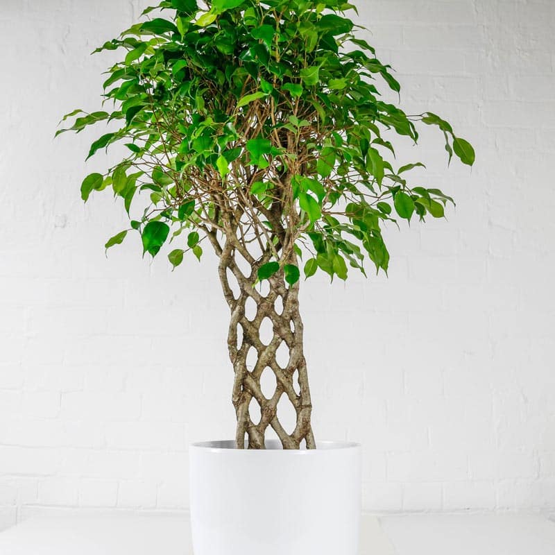 Weeping Fig
