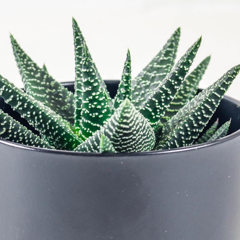 aloe vera aristata