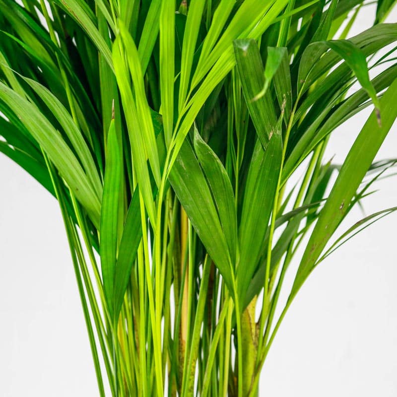 areca palm large 2