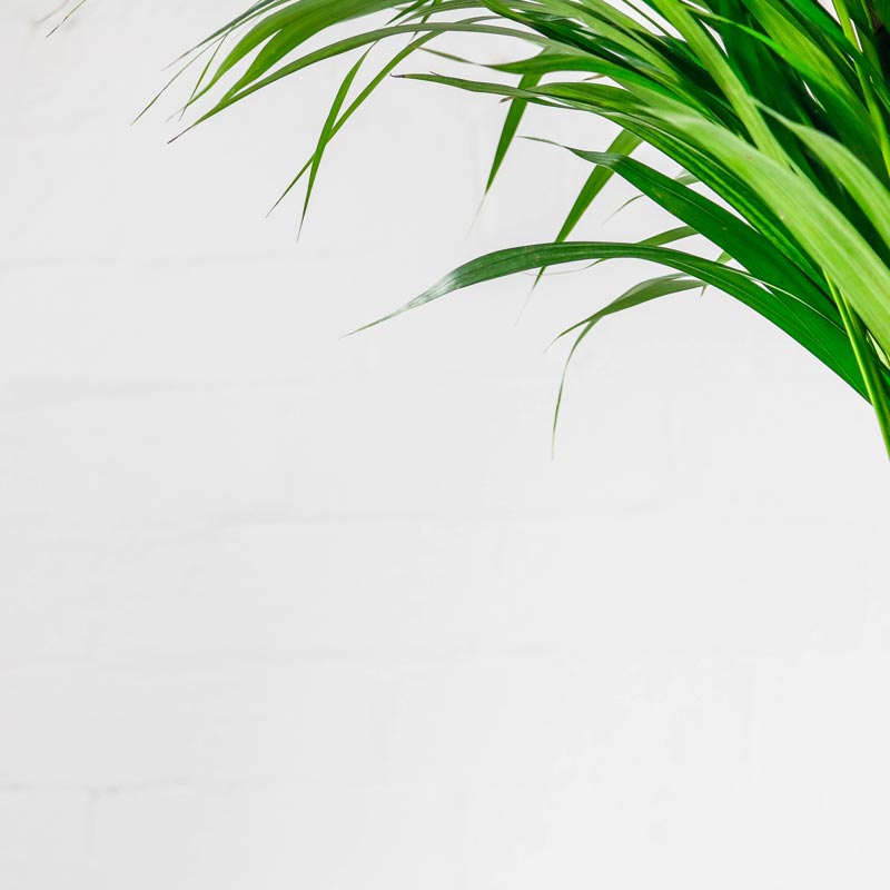 areca palm large 3