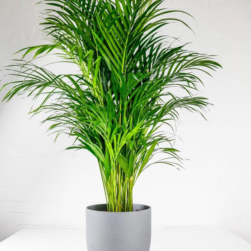 Areca Palm