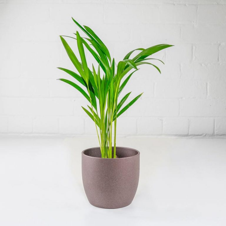 Areca Palm Dypsis Lutescens Indoor House Plant Air Purifying Uk