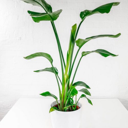 Bird of Paradise (Strelitzia Nicolai) OxyPlants