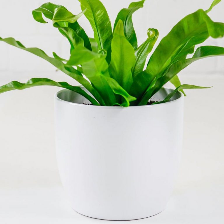 Bird's Nest Fern Buy Indoor Plants Delivered to your home UK