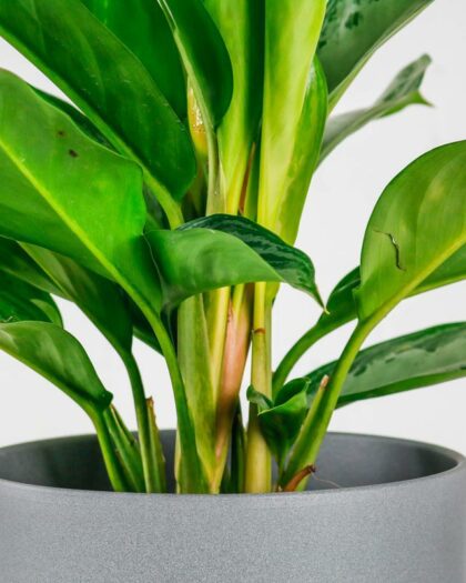 chinese evergreen