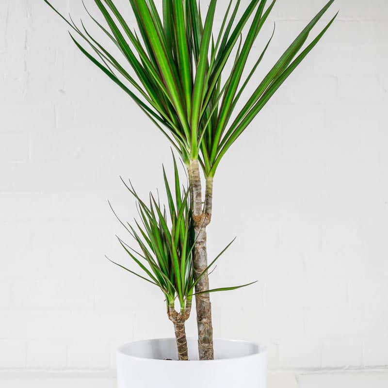 Dragon Tree