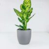 dumb cane