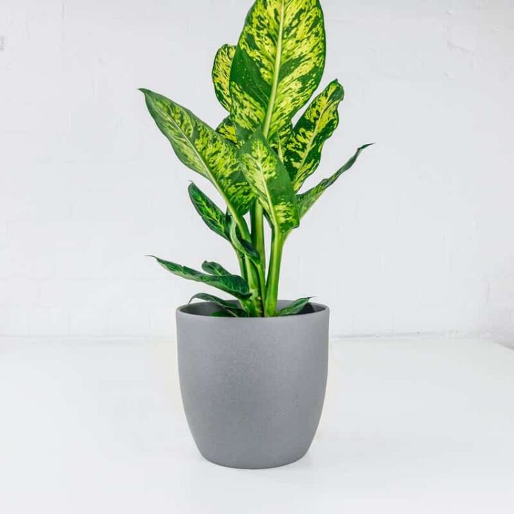 dumb cane