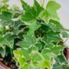 english ivy
