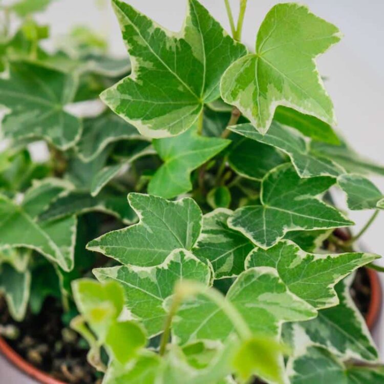 english ivy