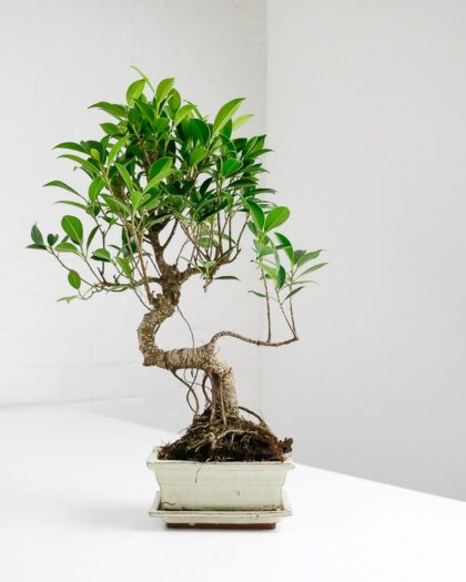 ficus microcarpa bonsai fig tree