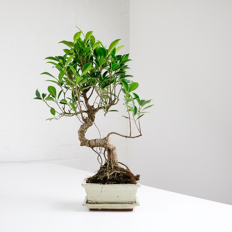 ficus microcarpa bonsai fig tree 1 ficus microcarpa bonsai fig tree