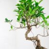 ficus microcarpa bonsai fig tree