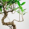 ficus microcarpa bonsai fig tree