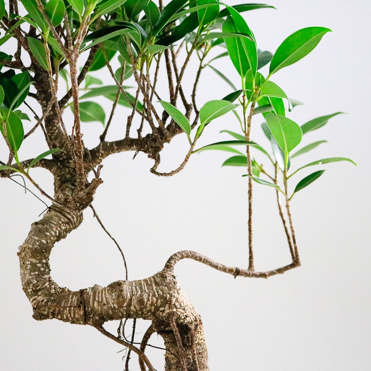 ficus microcarpa bonsai fig tree 4 ficus microcarpa bonsai fig tree