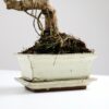 ficus microcarpa bonsai fig tree